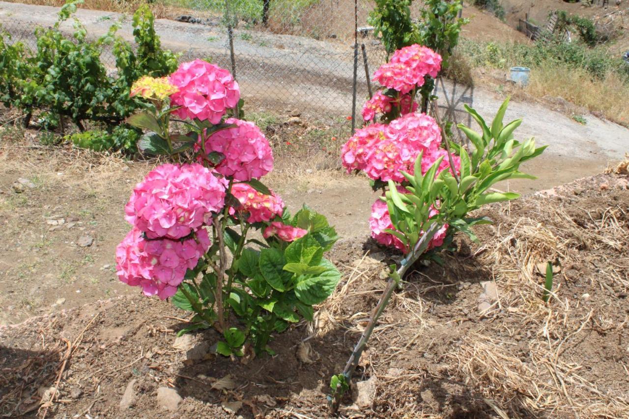 Finca El Cole Villa Las Palmas de Gran Canaria Dış mekan fotoğraf