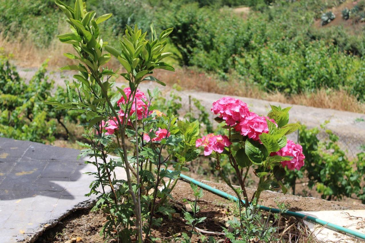 Finca El Cole Villa Las Palmas de Gran Canaria Dış mekan fotoğraf