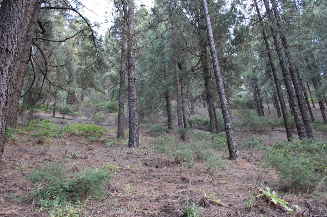 Finca El Cole Villa Las Palmas de Gran Canaria Dış mekan fotoğraf